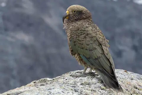 Kea