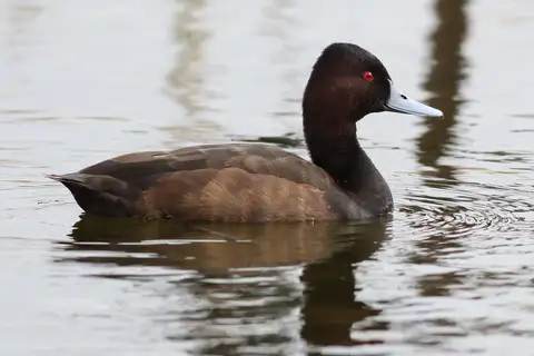 Southern Pochard