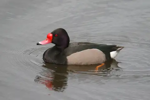 Rosy-billed Pochard