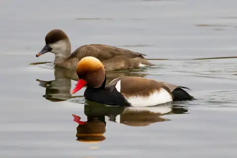 Red-crested Pochard