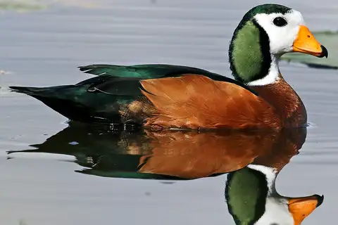 African Pygmy Goose