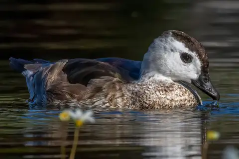 Cotton Pygmy Goose