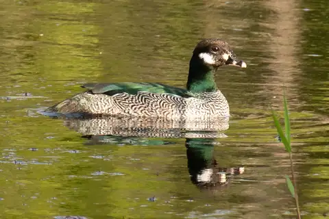 Green Pygmy Goose