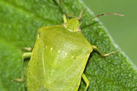 Southern Green Stink Bug