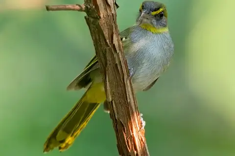 Yellow-throated Nicator