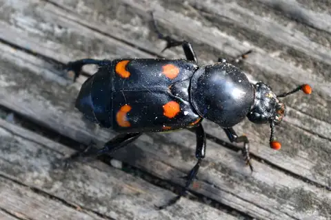 Carolina Burying Beetle