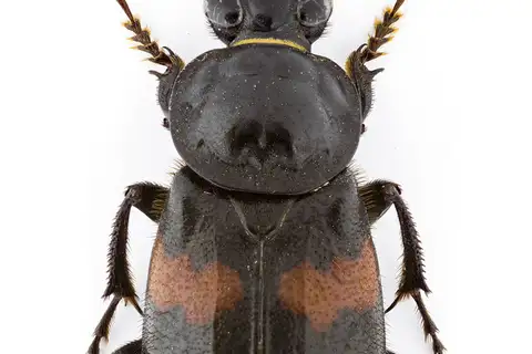 Roundneck Sexton Beetle