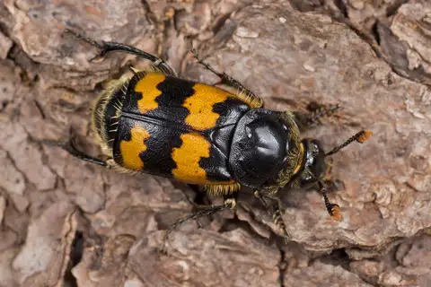 Vespillo Burying Beetle