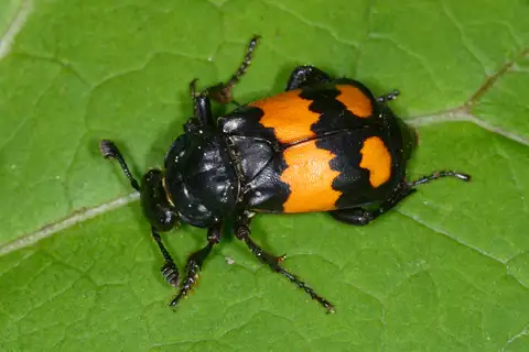 Lesser Vespillo Burying Beetle