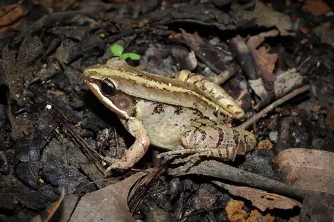 Emei Music Frog
