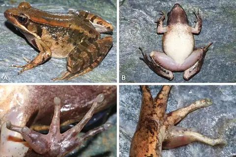 Guangdong Music Frog
