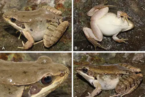 Mangven Chang's Music Frog