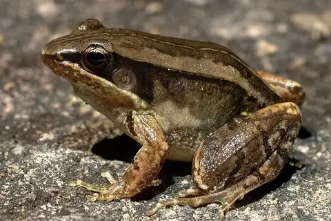 Mt. Nankun Music Frog