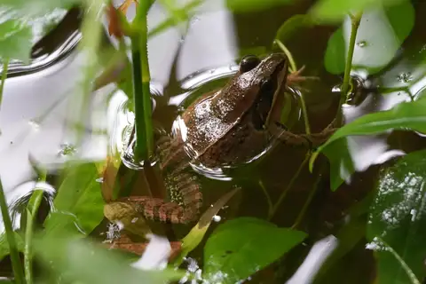Western Yunnan Music Frog
