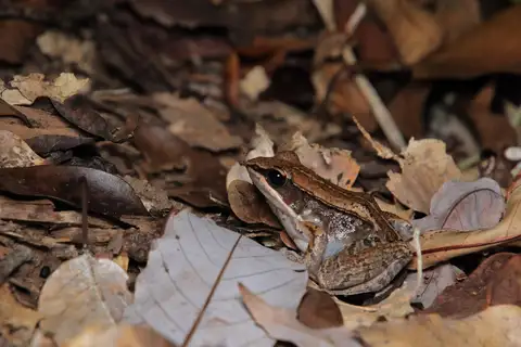Ryukyu Brown Frog