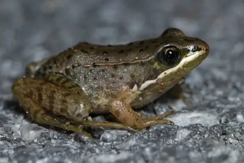 Yunnan Music Frog