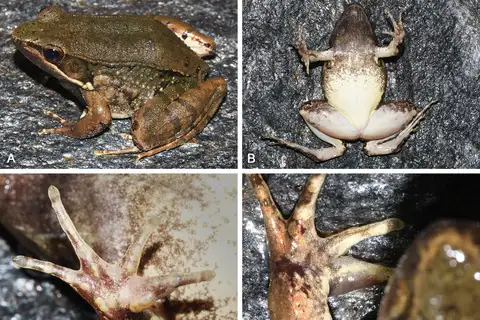 Xiangjiang Music Frog