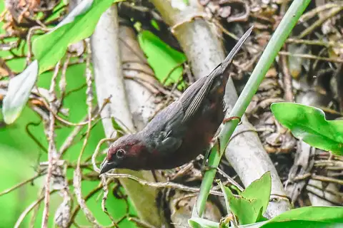 Chestnut-breasted Nigrita