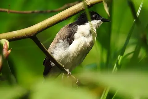 White-breasted Nigrita