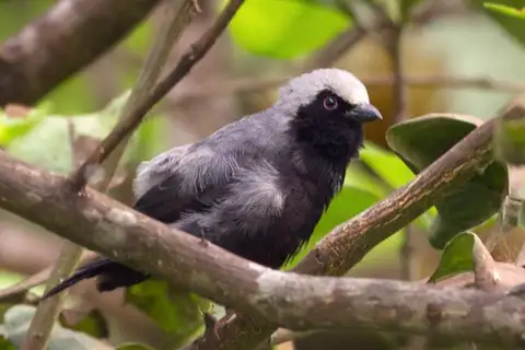 Pale-fronted Nigrita