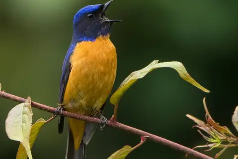 Chinese Vivid Niltava