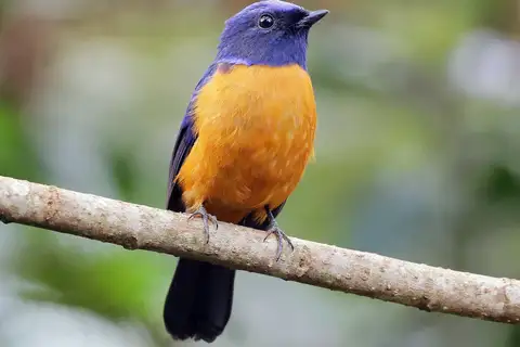 Rufous-vented Niltava