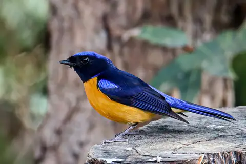 Rufous-bellied Niltava