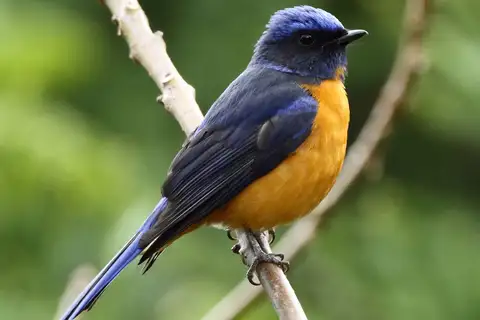 Taiwan Vivid Niltava