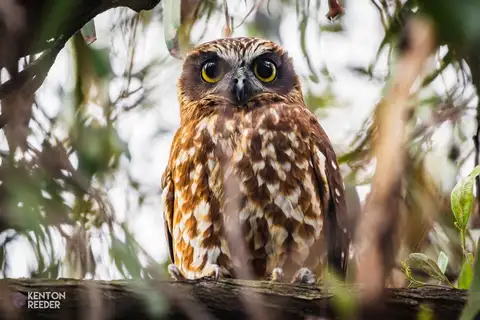 Australian Boobook