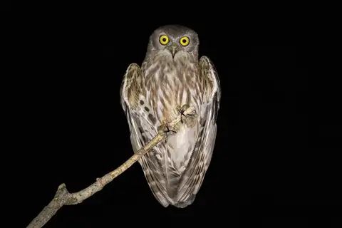 Barking Owl