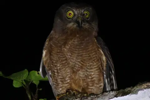 Halmahera Boobook