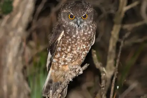 Tasmanian Boobook