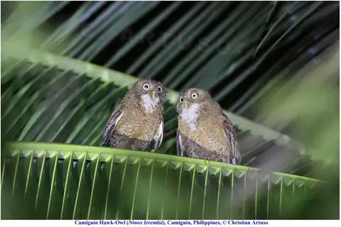 Camiguin Boobook
