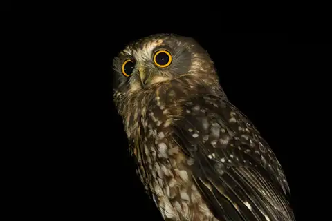 Morepork