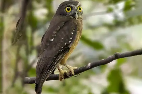 Ochre-bellied Boobook