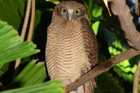 Rufous Owl