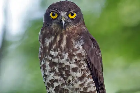 Brown Boobook