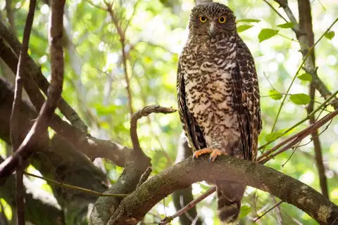 Powerful Owl
