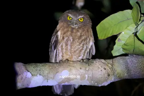 Little Sumba Boobook