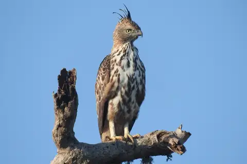 Changeable Hawk-Eagle