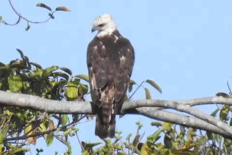 Flores Hawk-Eagle