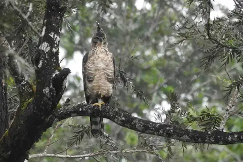 Legge's Hawk-Eagle