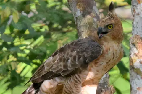 Wallace's Hawk-Eagle
