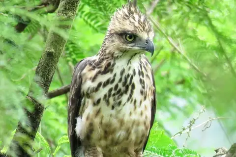 Philippine Hawk-Eagle