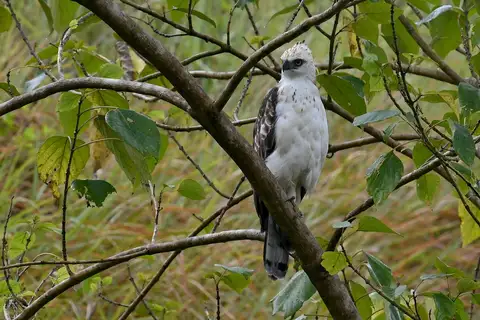 Pinsker's Hawk-Eagle
