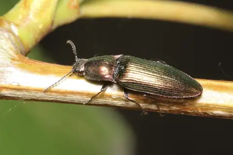 Resplendent Click Beetle