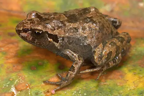 Acjanaco Puna Frog