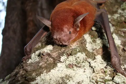 Lesser Bulldog Bat