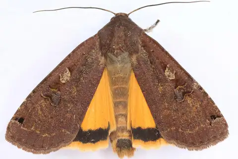 Large Yellow Underwing