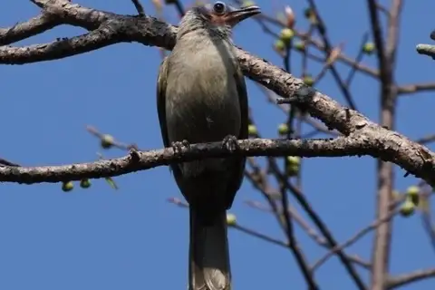 Bare-faced Bulbul